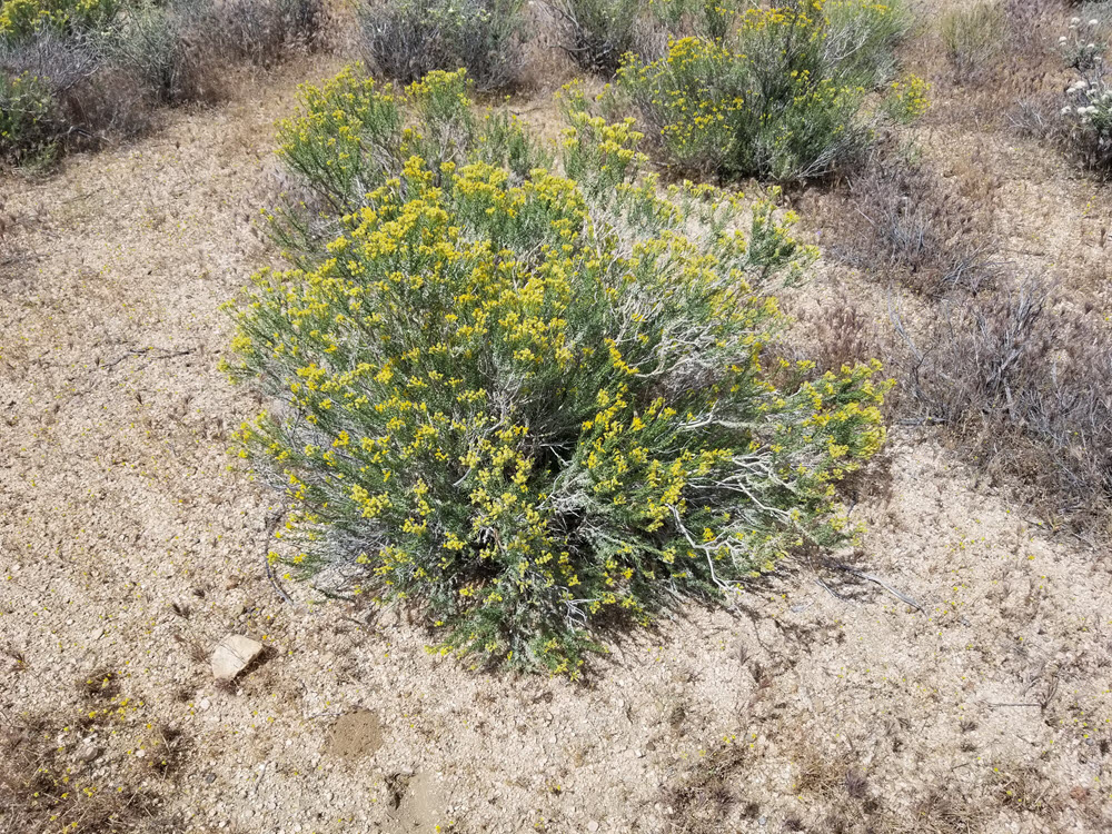 ImageOfProperty_8 10 Acres North West of Barstow