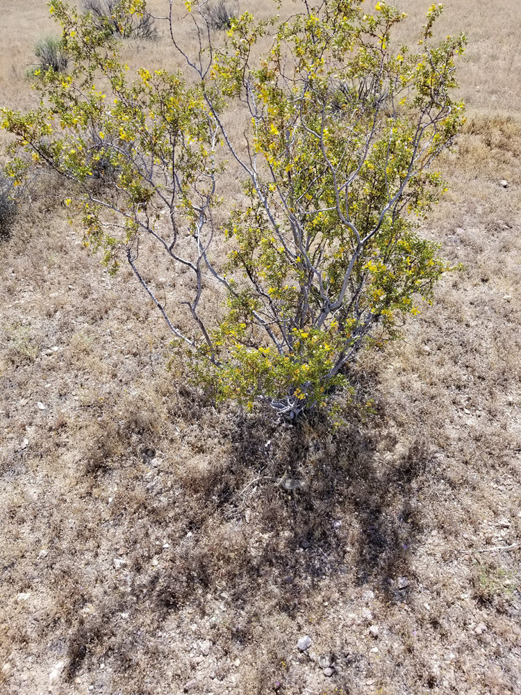 10 acres by Cuddeback Dry Lake Atolia, CA