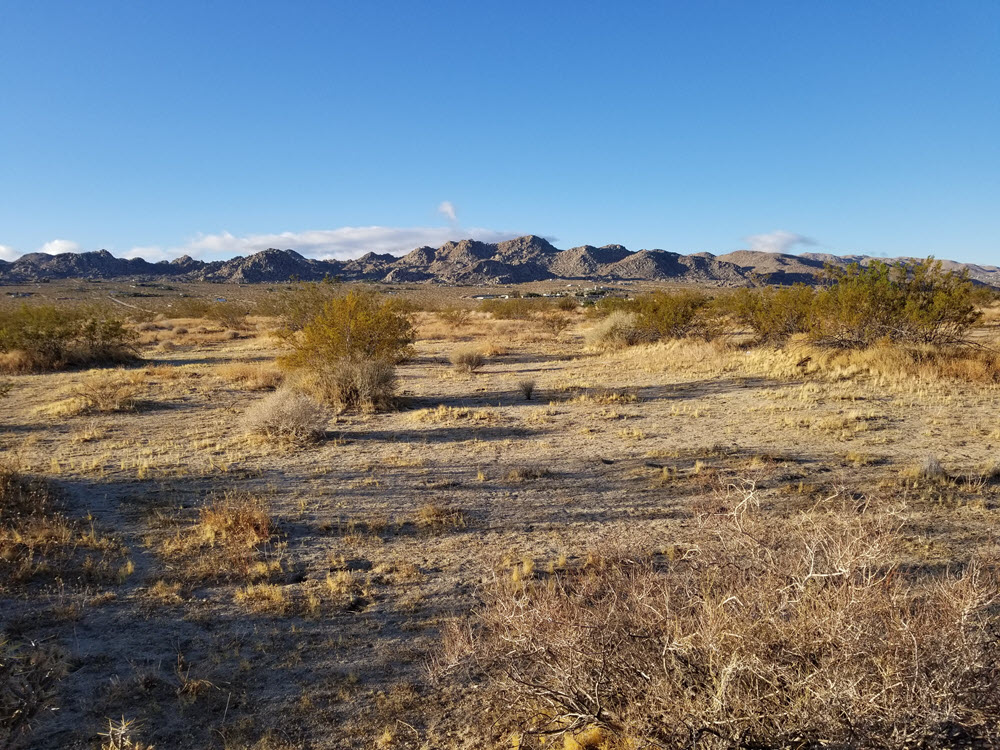 1.25 acres in Joshua Tree