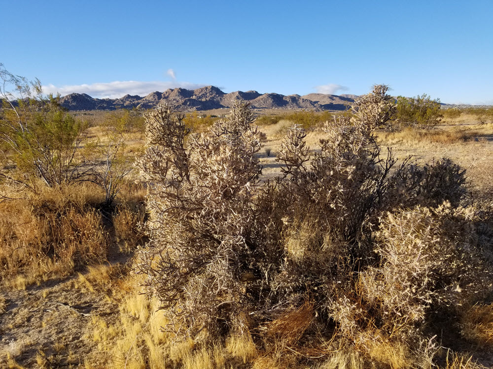 ImageOfProperty_060419139_3 1.25 acres in Joshua Tree