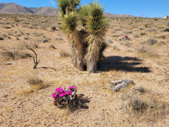 20 Acres in Apple Valley